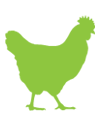 Walking Chicken