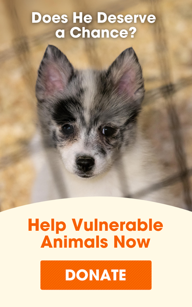 small dog in cage with text "Does he deserve a chance? Help vulnerable animals now. Donate"